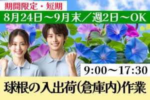 球根の入出荷倉庫内作業／8月下旬～9月末迄